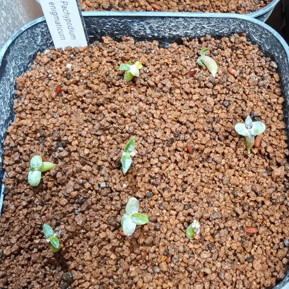 発芽しました