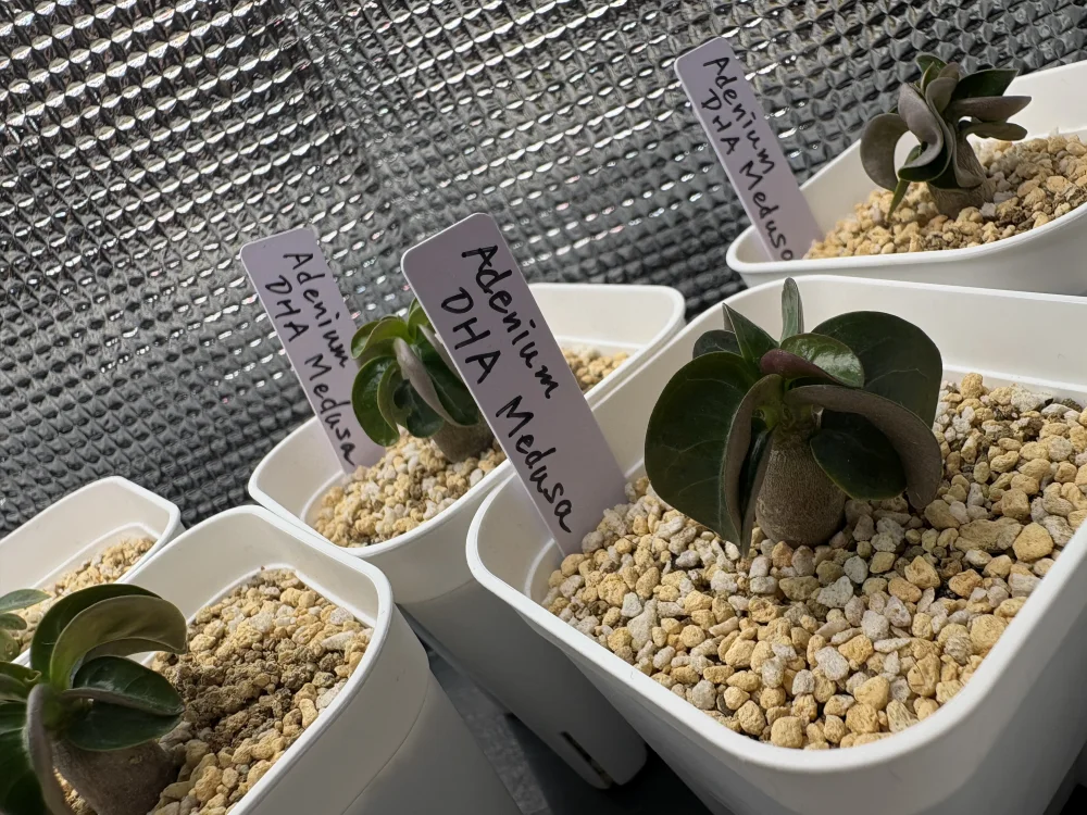 DHA Medusa Adenium DHA Medusa (アデニウム)