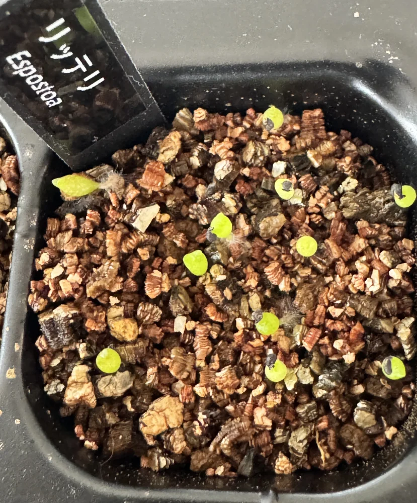 Espostoa ritteri (エスポストア リッテリ)