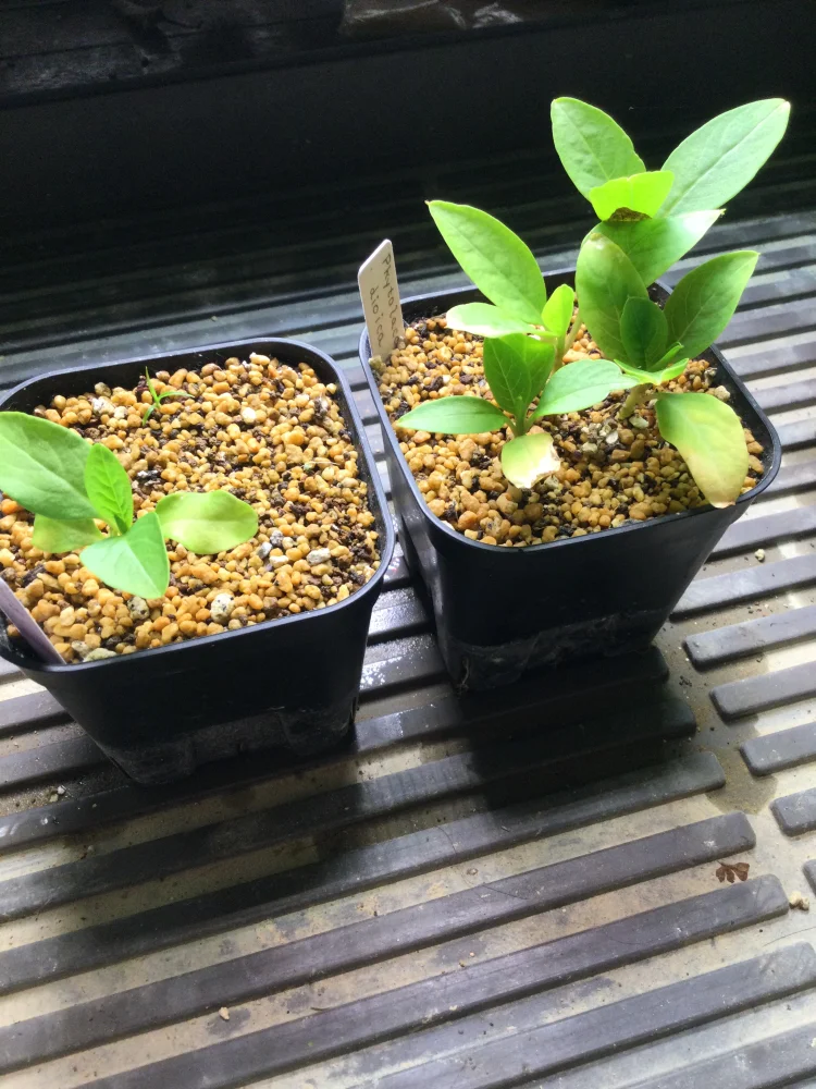 Phytolacca dioica (フィトラッカ ディオイカ)