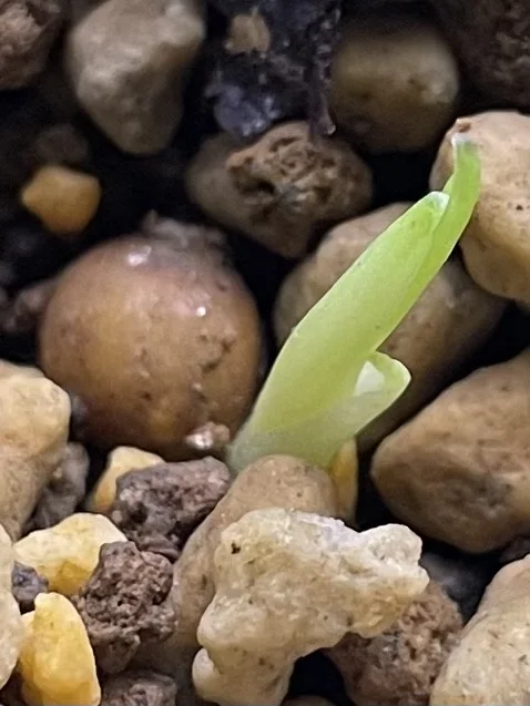 Dracaena jayniana (ドラセナ ジャイニアナ)