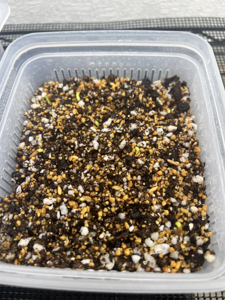 Pachypodium rosulatum var. gracilius Lot. (パキポディウム グラキリス)
