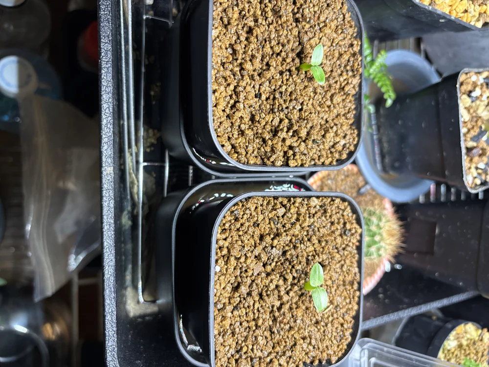 Pachypodium densiflorum var. densiflorum (パキポディウム デンシフローラム)