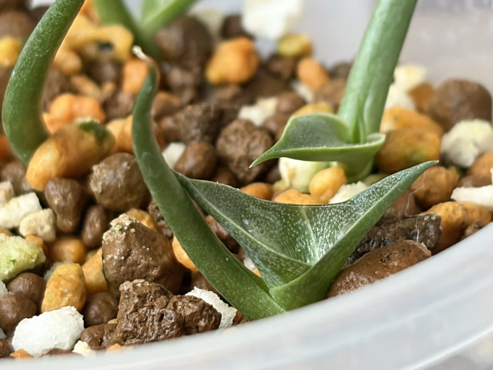 Agave parryi ssp. parryi (アガベ パリー)