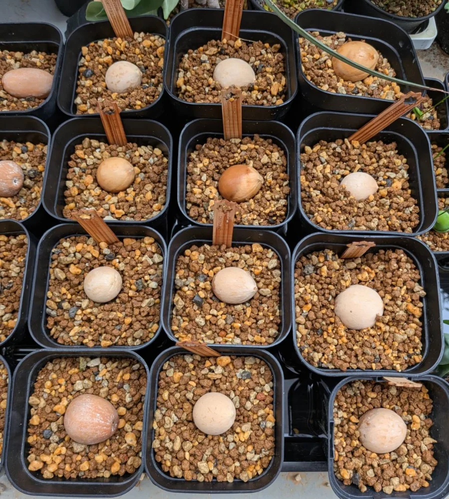 発芽報告/Cycas cairnsiana (サイカス カイルンシアナ)/播種から15日で