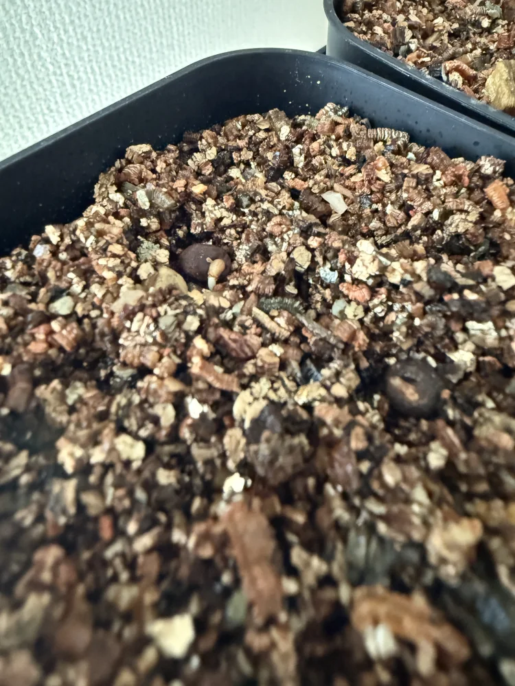 Operculicarya pachypus Lot. (オペルクリカリア パキプス)