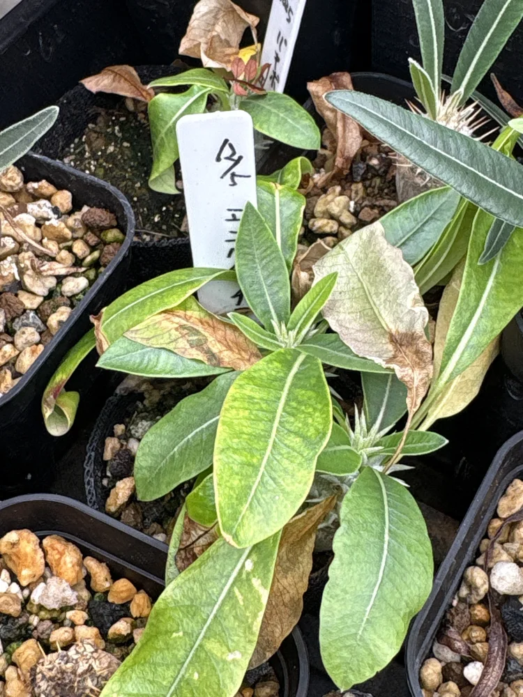 Pachypodium enigmaticum (パキポディウム エニグマチカム)
