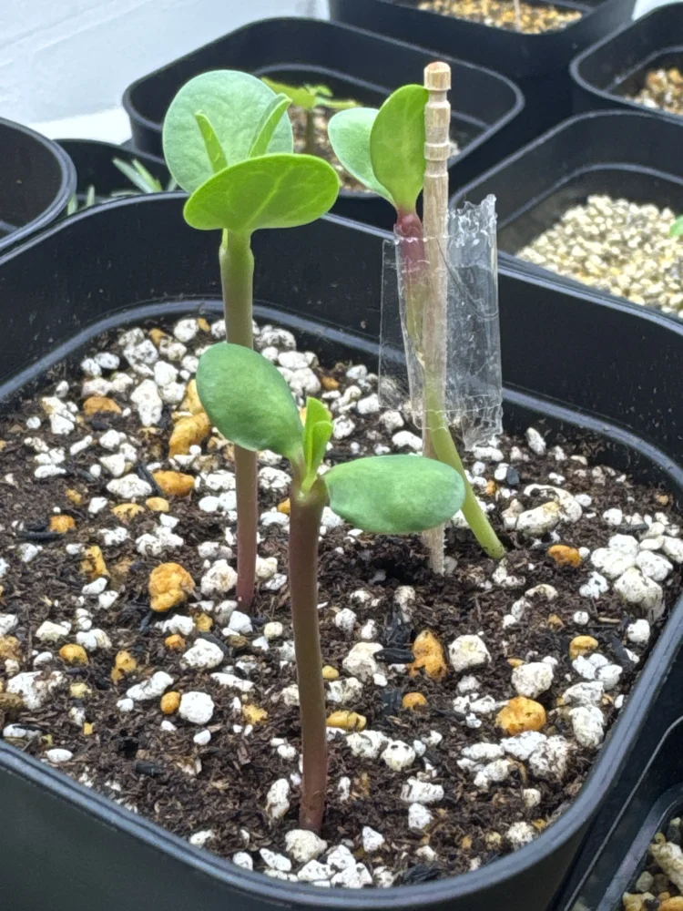 Euphorbia guillauminiana (ユーフォルビア ギラウミニアナ)