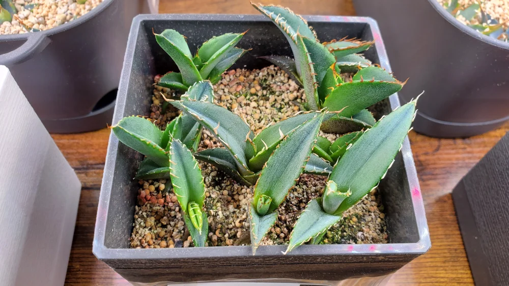 Agave oteroi (アガベ オテロイ ロス・クエス)