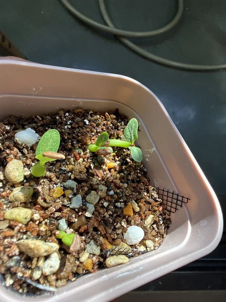 Pachypodium brevicaule ssp. brevicaule (パキポディウム ブレビカウレ)