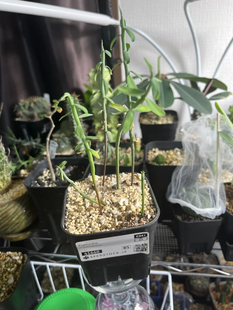 Euphorbia mauritanica (ユーフォルビア モーリタニカ)
