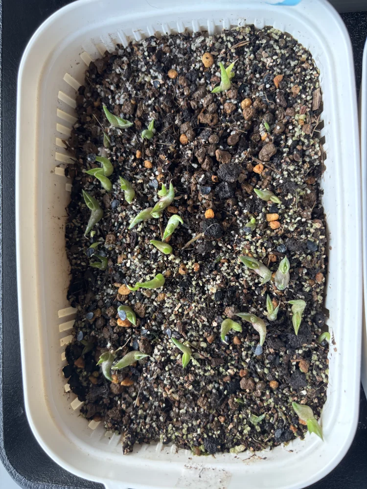 Agave titanota Blue Lot. (アガベ チタノタブルー)