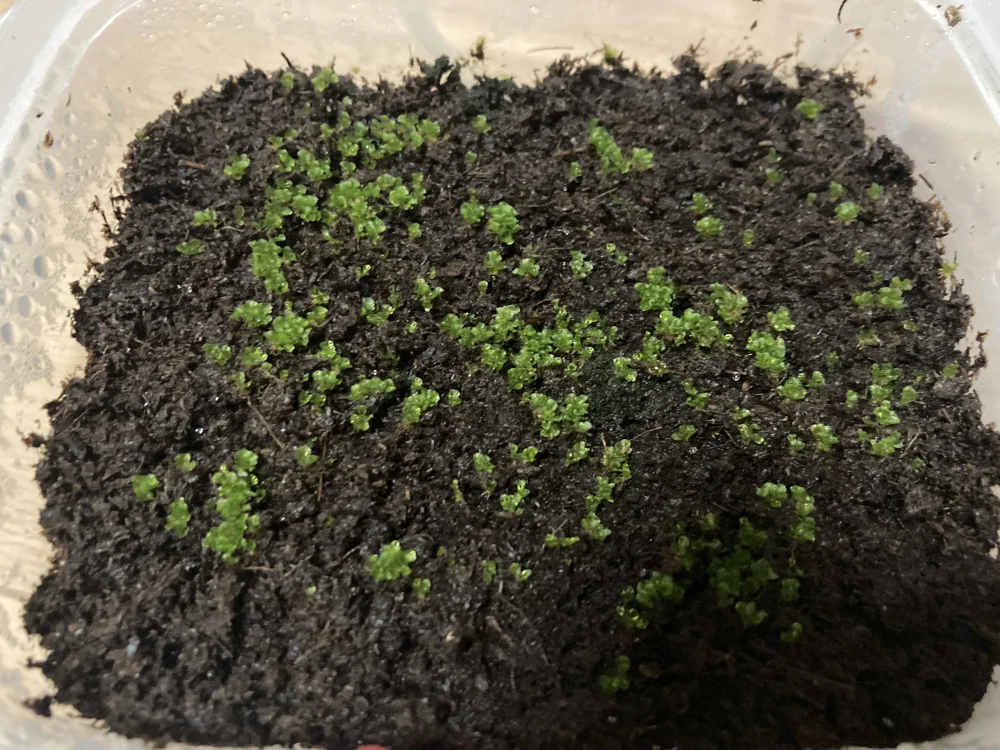 Platycerium ridleyi ([種子/胞子] ビカクシダ リドレイ)