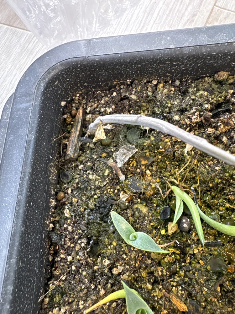 Adenia subsessilifolia (アデニア サブセッシリフォリア)