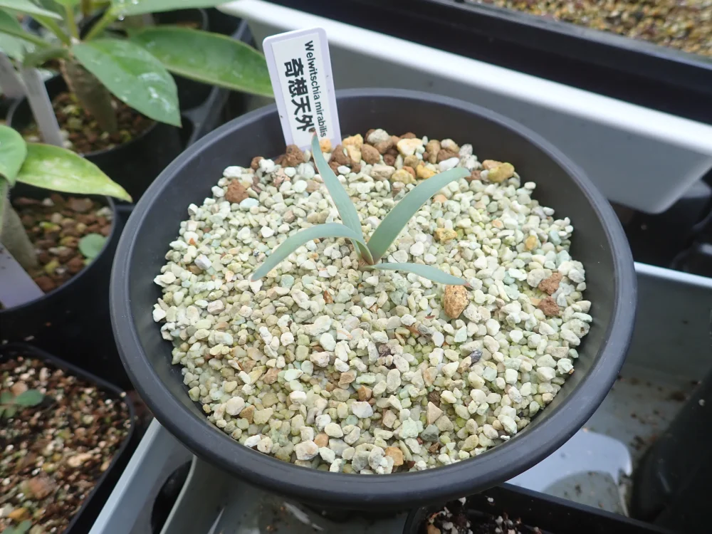 Welwitschia mirabilis (ウェルウィッチア ミラビリス 奇想天外)