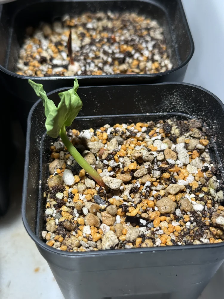 Commiphora kraeuseliana (コミフォラ クラウセリアナ)