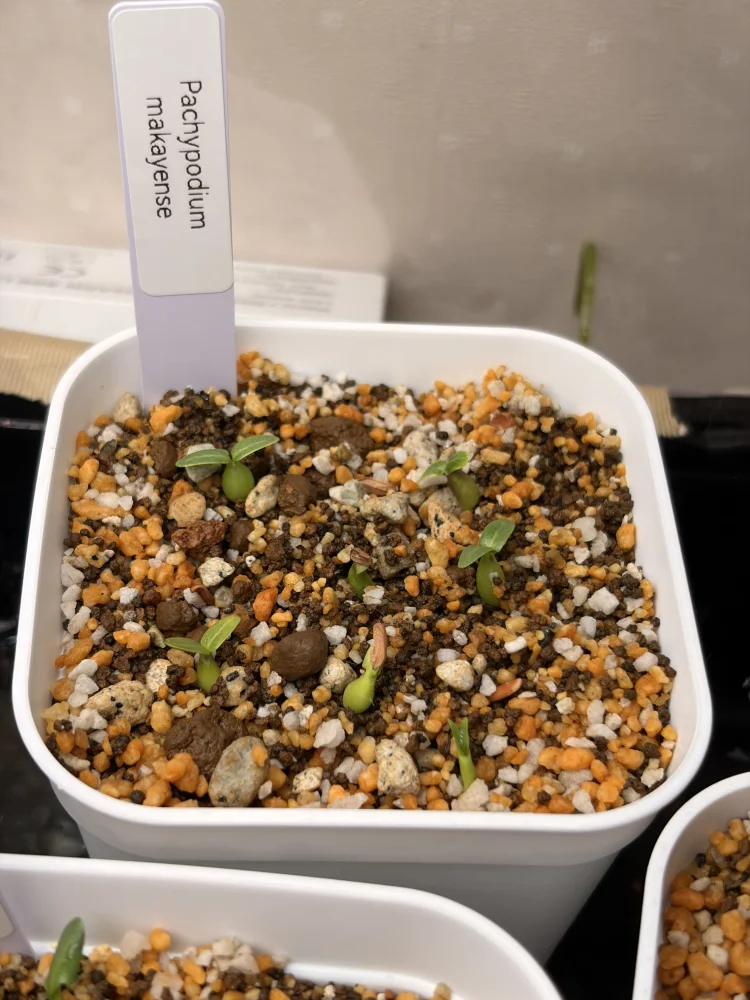 Pachypodium rosulatum ssp. makayense (パキポディウム マカイエンセ)