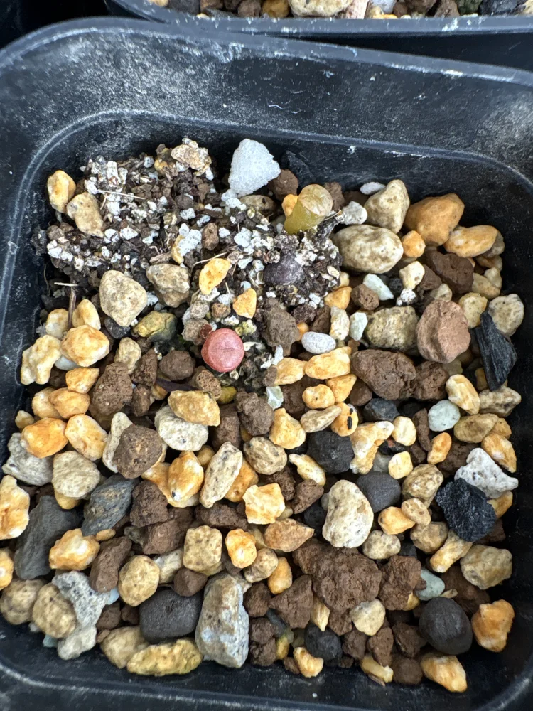 Lithops Mix Seeds (リトープス ミックス)