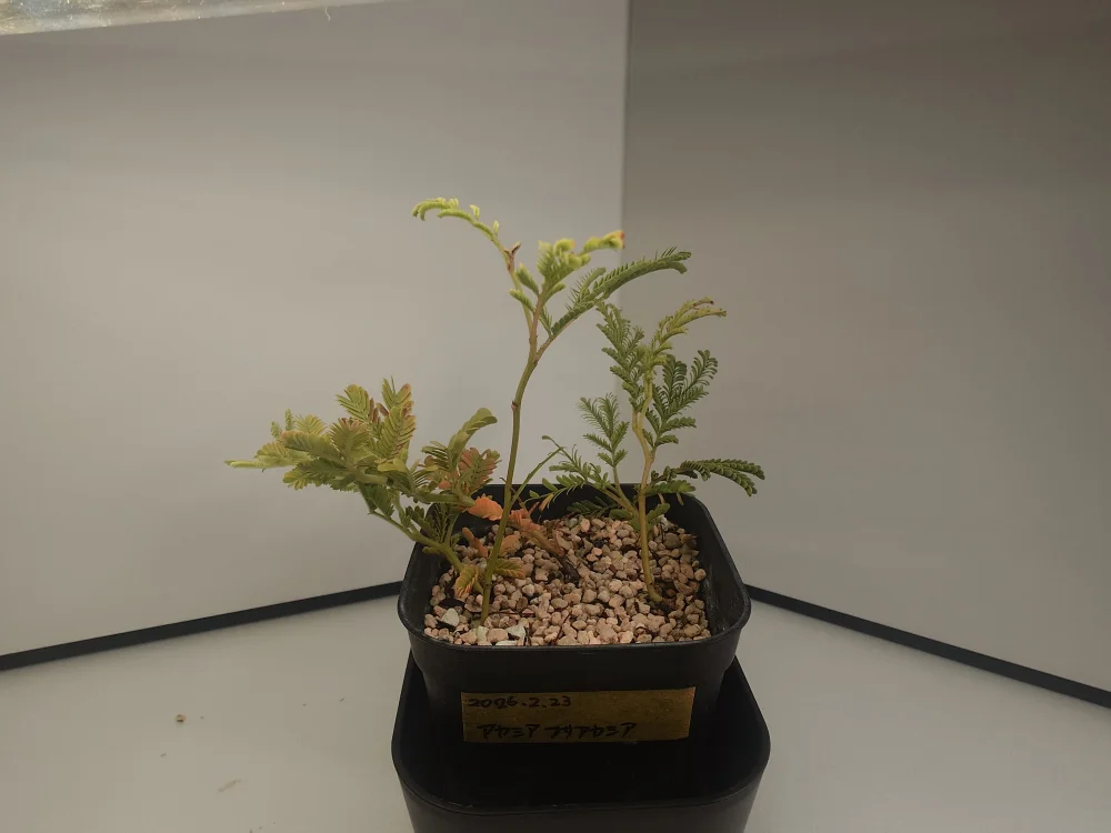 Acacia dealbata (アカシア フサアカシア)