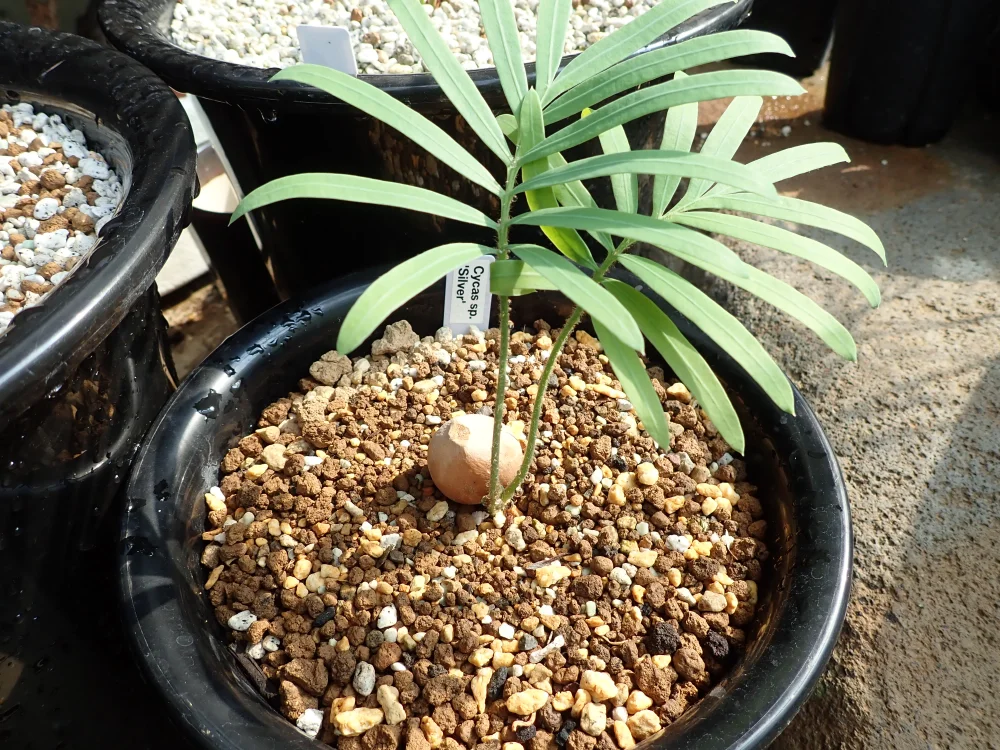 Cycas sp. (サイカス タイシルバー)