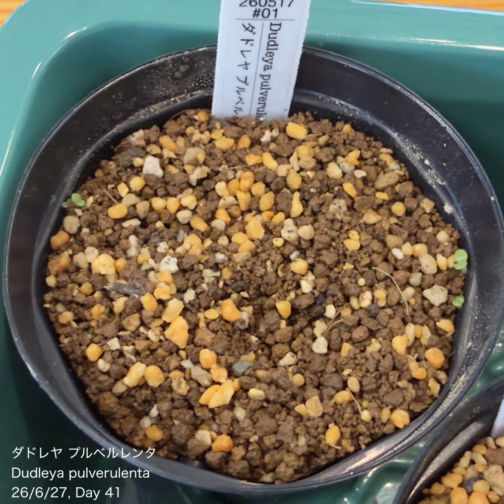 Dudleya pulverulenta (ダドレヤ プルベルレンタ)