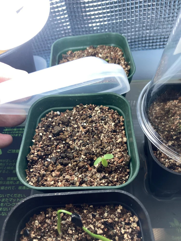Pachypodium brevicaule (パキポディウム ブレビカウレ（長茎）)