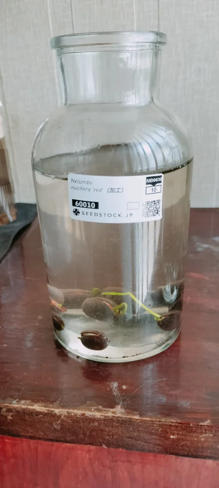 Nelumbo nucifera (ハス ヌキフェラ レッド)