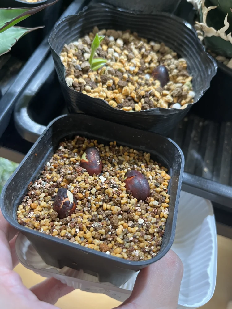 Erythrina latissima (エリスリナ ラティッシマ)