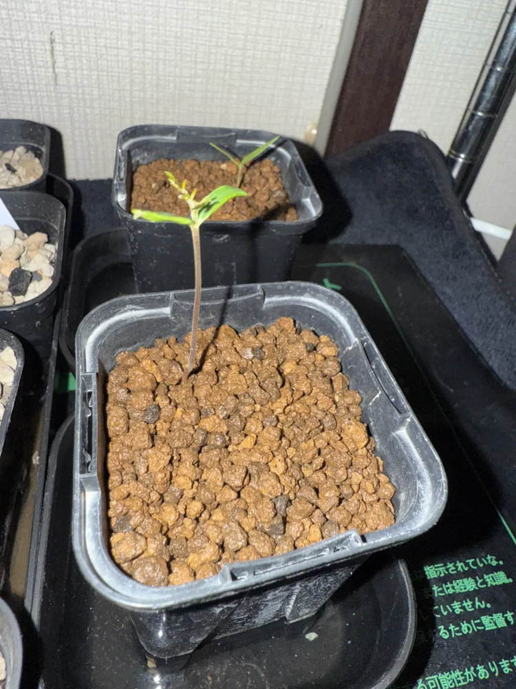 Operculicarya pachypus (オペルクリカリア パキプス)