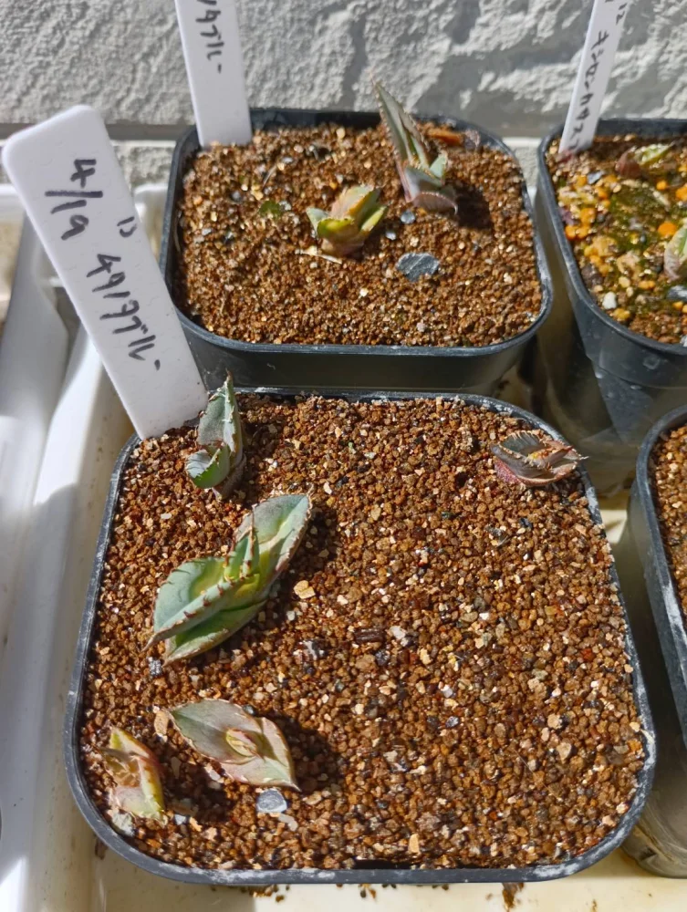 Agave titanota Blue Lot. (アガベ チタノタブルー)