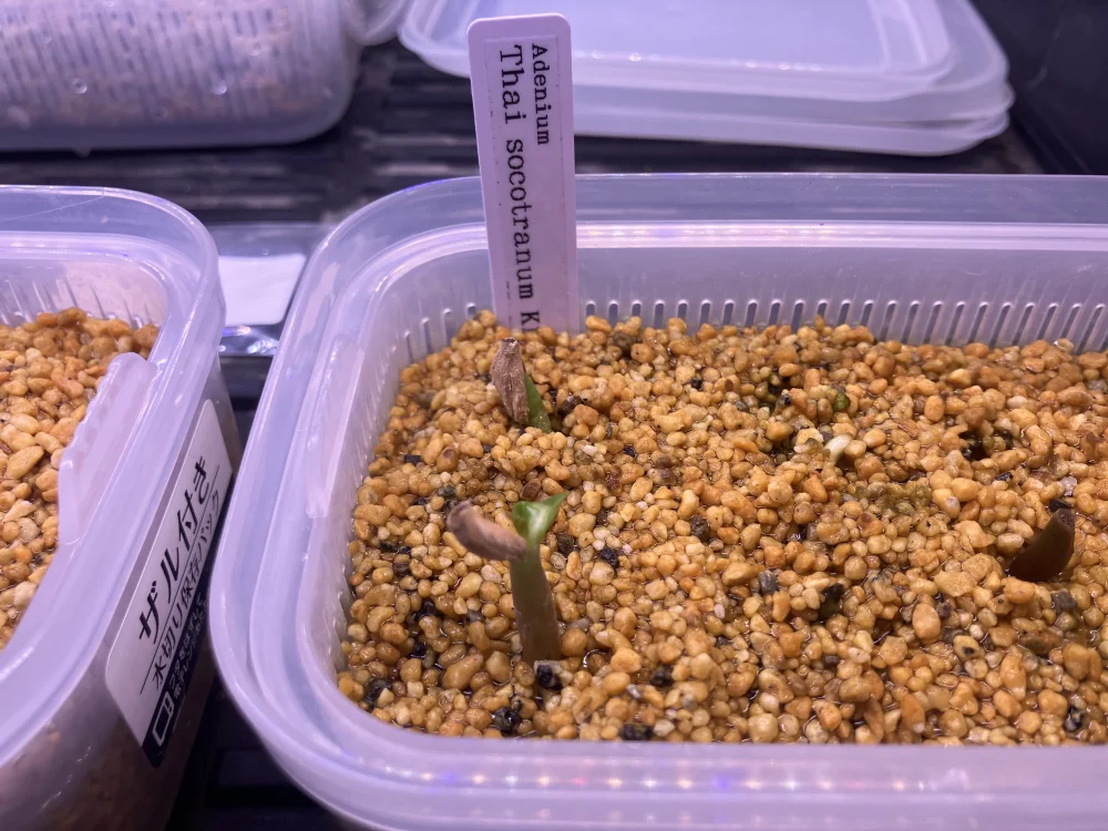 KHZ Adenium thai socotranum KHZ (アデニウム タイ ソコトラナム)