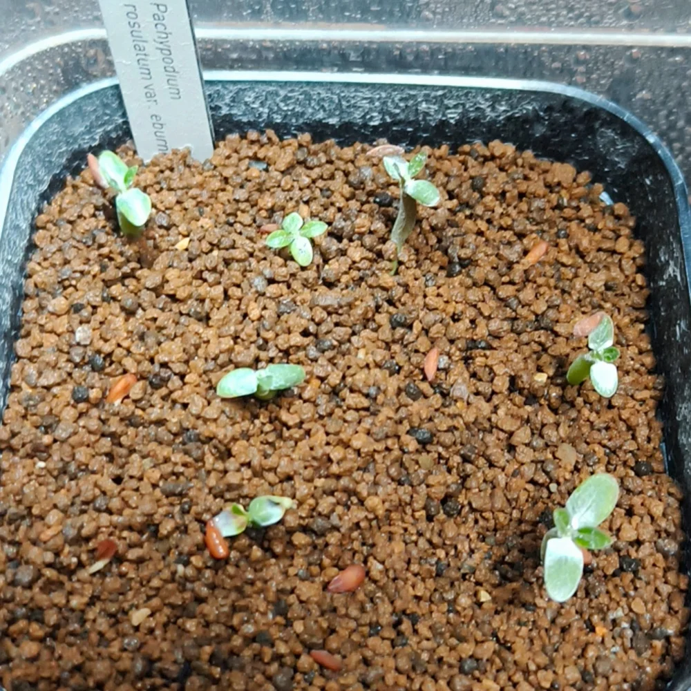 発芽しました