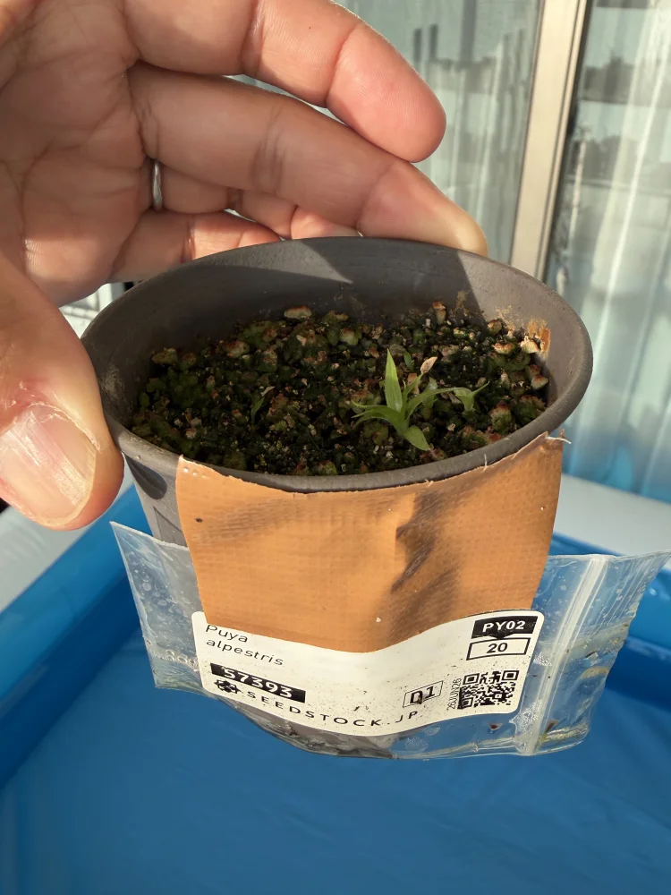 Puya alpestris (プヤ アルペストリス)