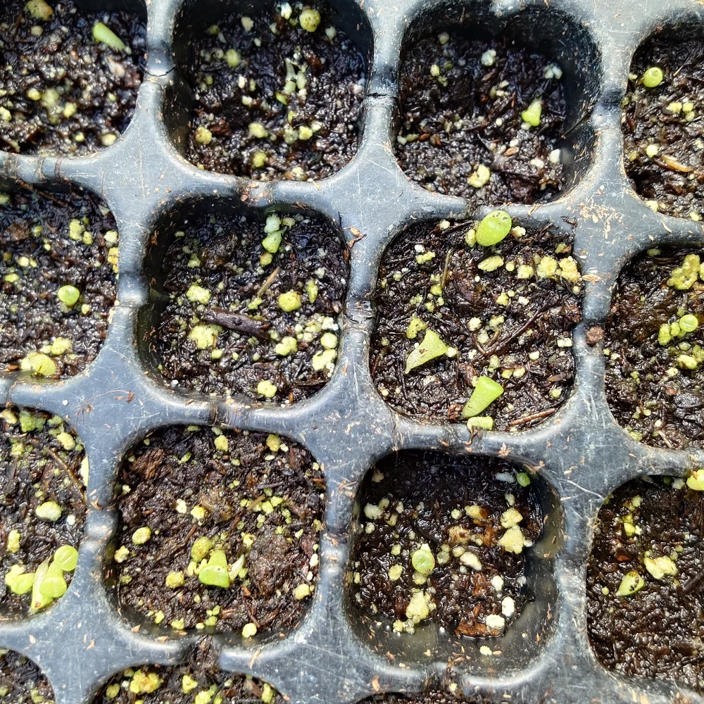 Lithops Mix Seeds (リトープス ミックス)