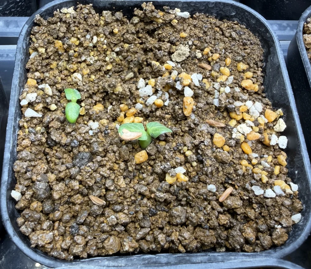 発芽率28%