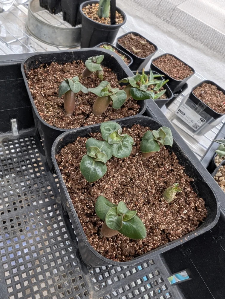 DHA PMK Adenium DHA PMK (アデニウム)