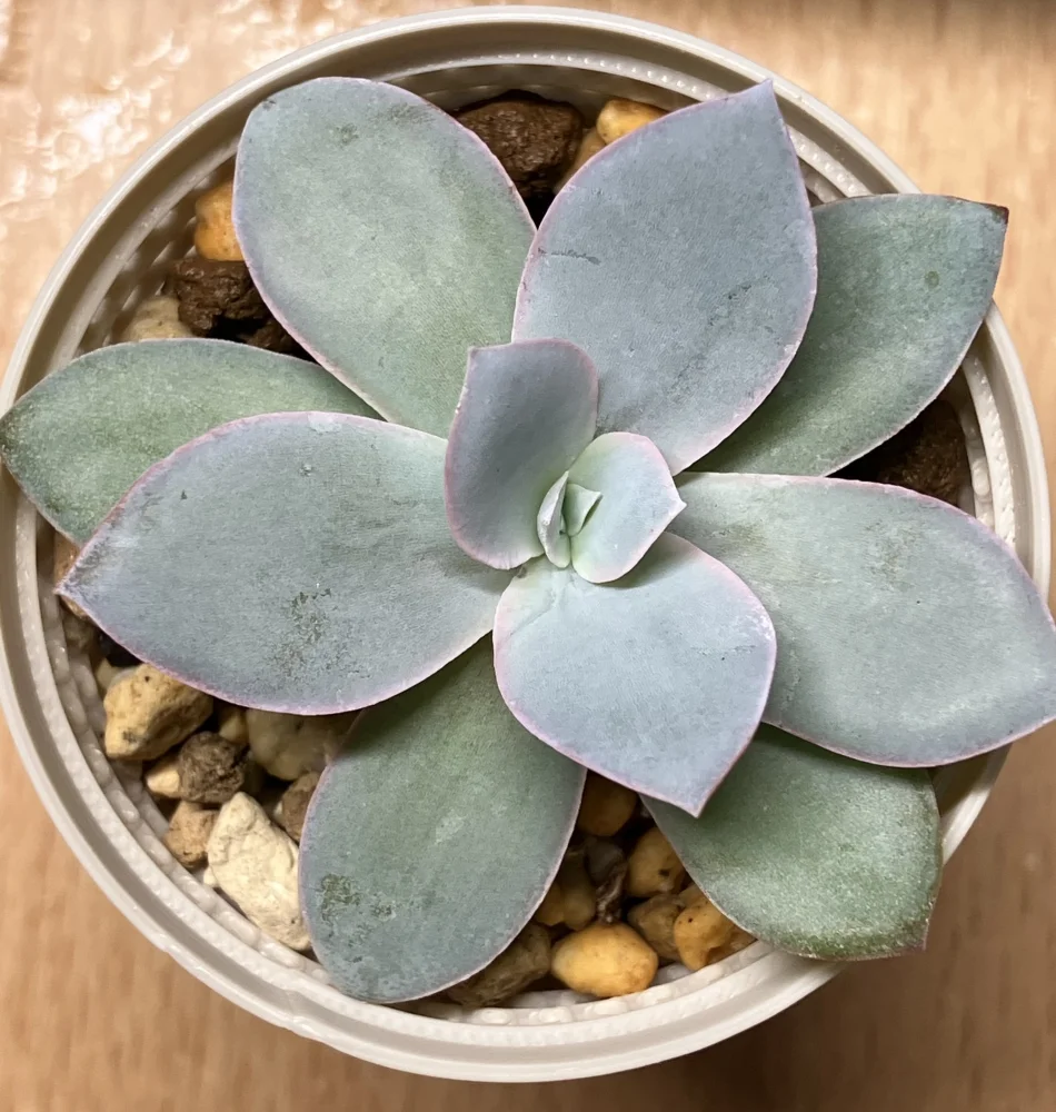 エケベリア カンテ Echeveria cante