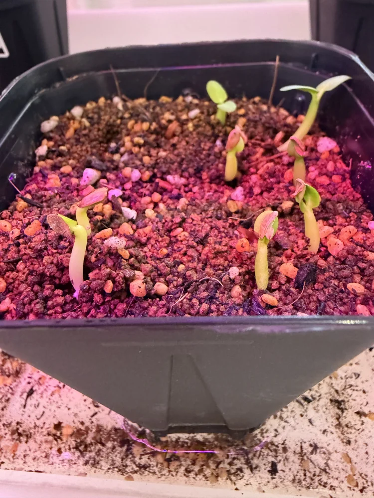 Pachypodium rosulatum var. gracilius Lot. (パキポディウム グラキリス)