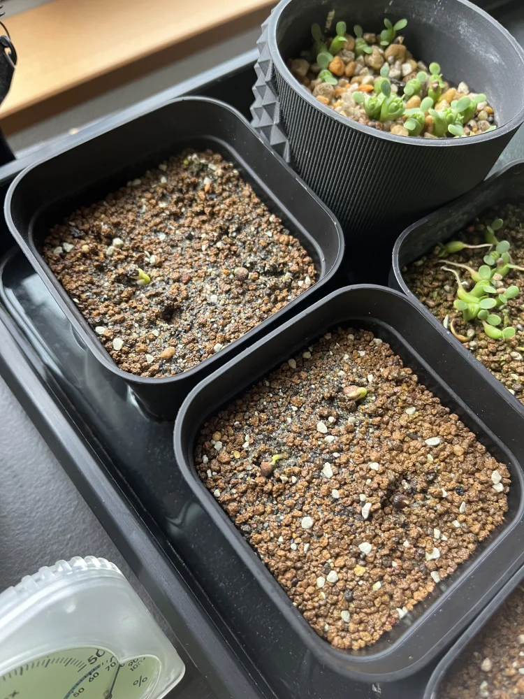 Euphorbia guillauminiana ([株] ユーフォルビア ギラウミニアナ)