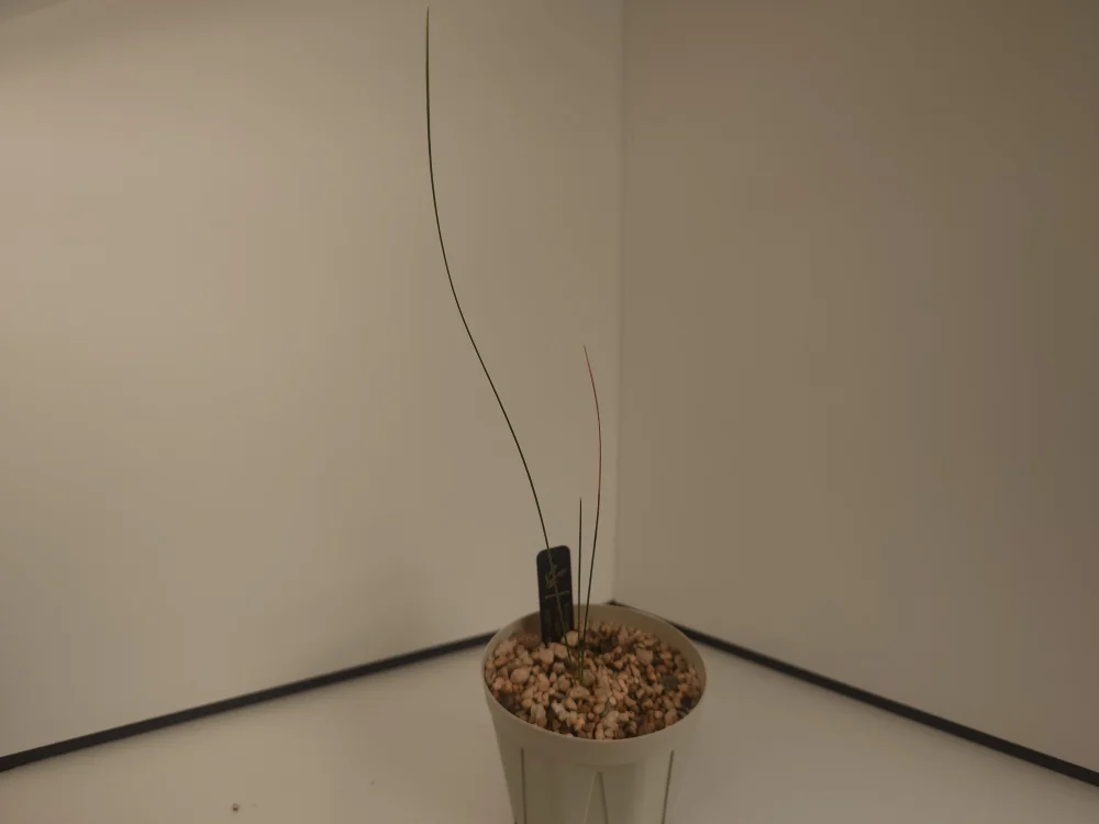 Xanthorrhoea gracilis (ザントロエア グラキリス)
