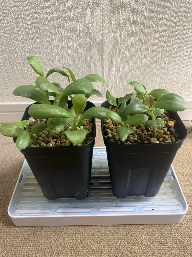 Cyphostemma juttae (キフォステンマ ユッタエ)