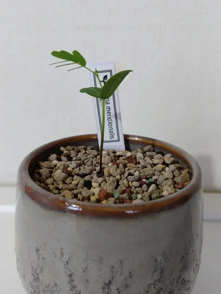 Senna meridionalis (センナ メリディオナリス)