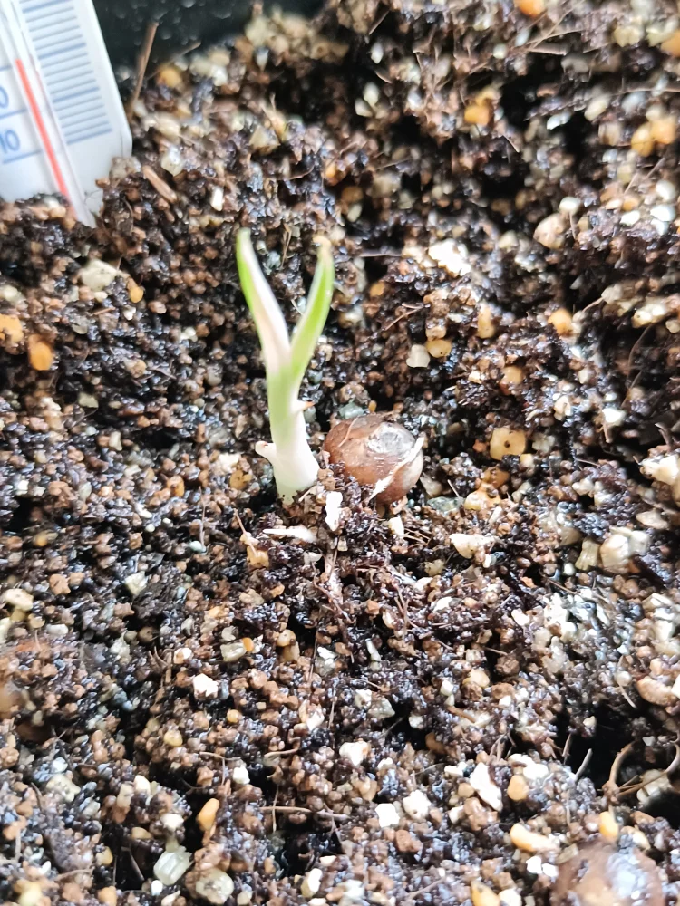 種子専門ショップ 多肉植物・塊根植物・観葉植物 - SEEDSTOCK