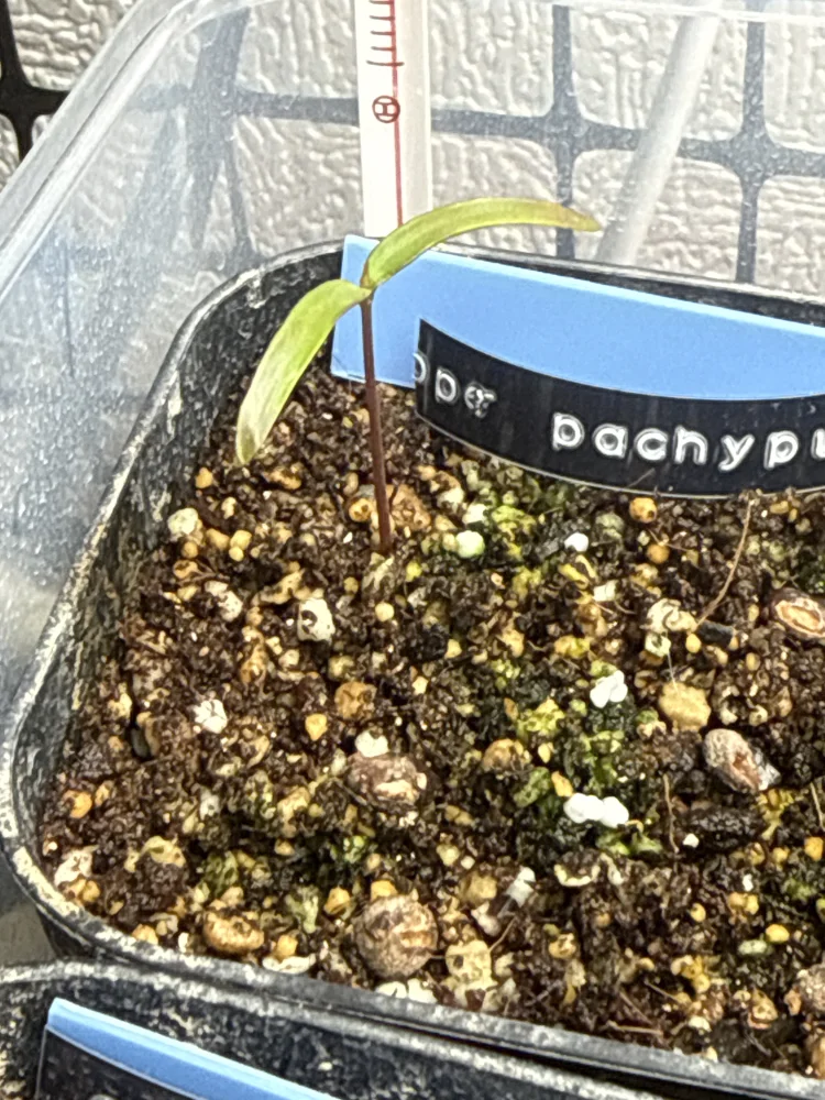 Operculicarya pachypus Lot. (オペルクリカリア パキプス)