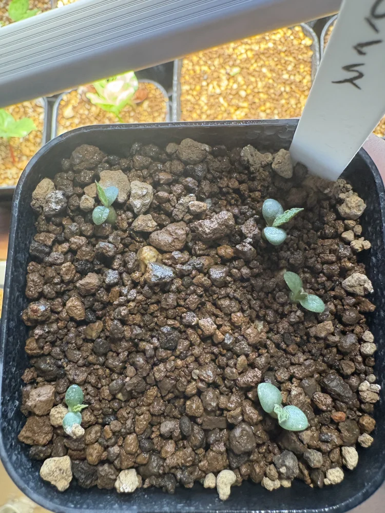 Euphorbia tulearensis hybrids (ユーフォルビア トゥレアレンシス ハイブリッド)