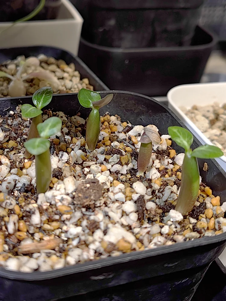Adenium somalense  Nova Tanzania (アデニウム ノヴァ タンザニア)
