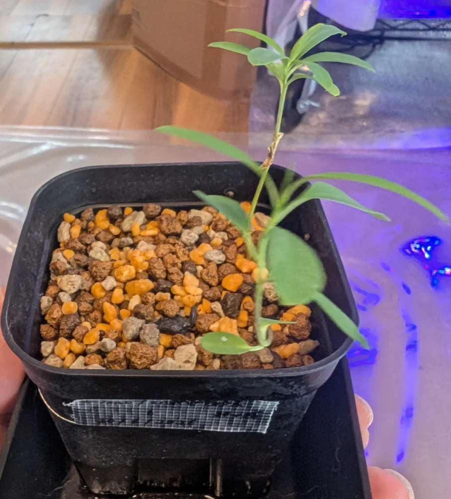 Euphorbia mahabobokensis (ユーフォルビア マハボボケンシス)