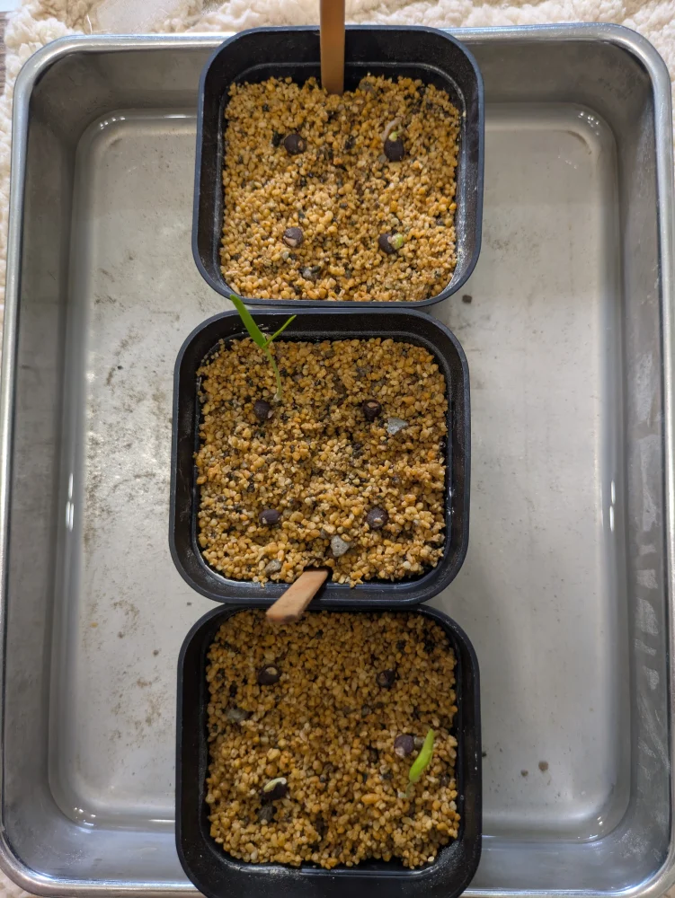 種子専門ショップ 多肉植物・塊根植物・観葉植物 - SEEDSTOCK