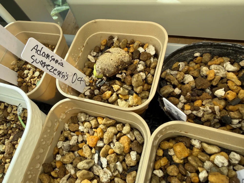 Adansonia suarezensis (アダンソニア（バオバブ）スアレゼンシス)