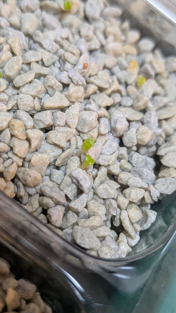Lithops Mix Seeds (リトープス ミックス)